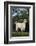 Pygmy Goat-DLILLC-Framed Photographic Print