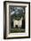 Pygmy Goat-DLILLC-Framed Photographic Print