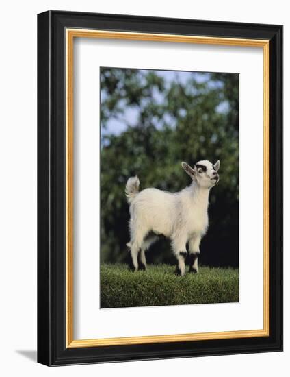 Pygmy Goat-DLILLC-Framed Photographic Print