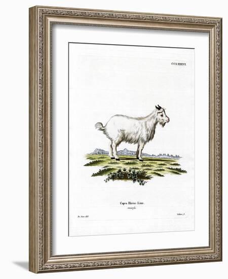 Pygmy Goat-null-Framed Giclee Print