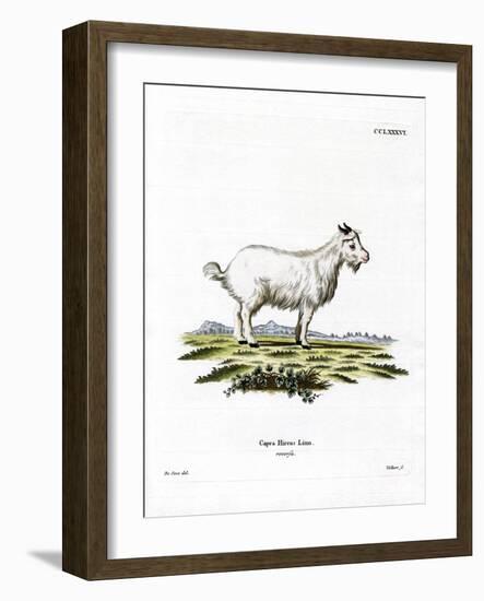 Pygmy Goat-null-Framed Giclee Print