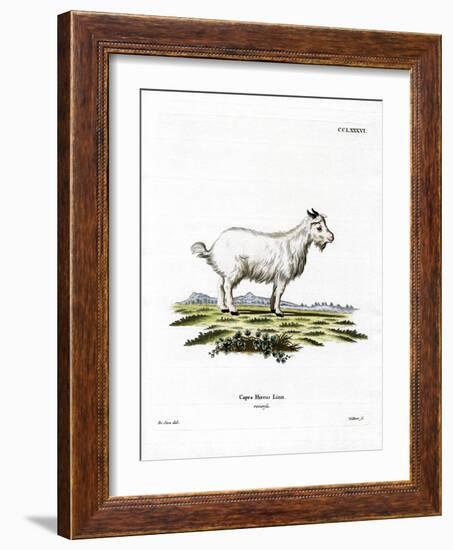 Pygmy Goat-null-Framed Giclee Print