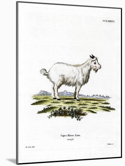 Pygmy Goat-null-Mounted Giclee Print