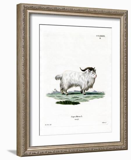 Pygmy Goat-null-Framed Giclee Print