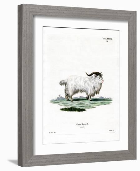 Pygmy Goat-null-Framed Giclee Print