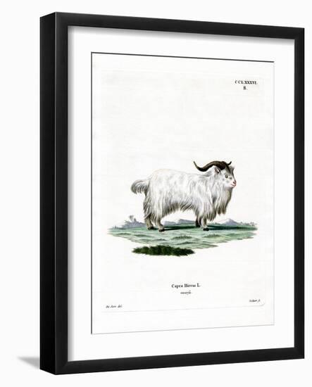 Pygmy Goat-null-Framed Giclee Print