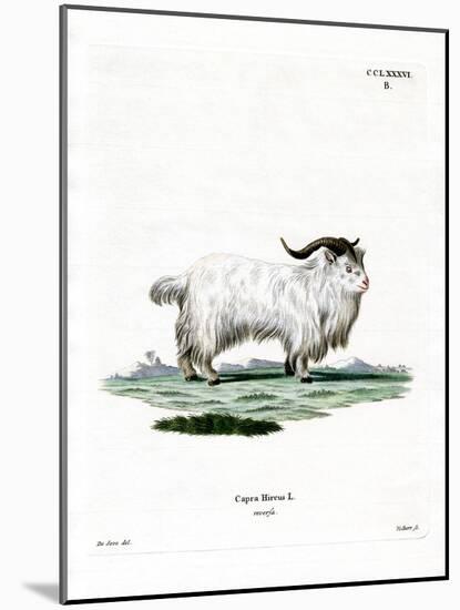 Pygmy Goat-null-Mounted Giclee Print