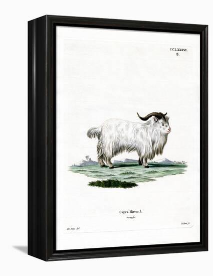 Pygmy Goat-null-Framed Premier Image Canvas