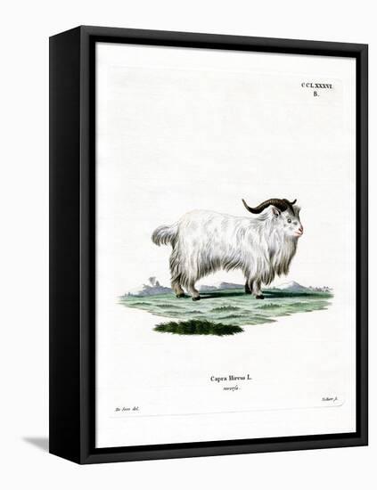 Pygmy Goat-null-Framed Premier Image Canvas