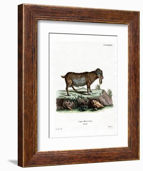 Pygmy Goat-null-Framed Giclee Print