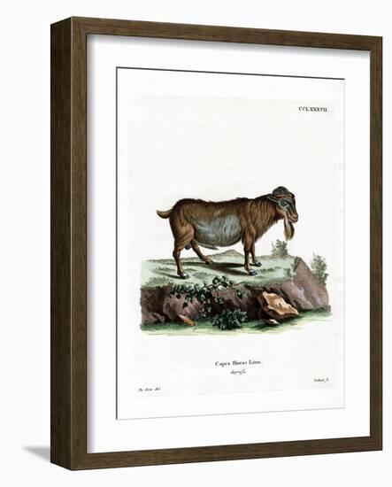 Pygmy Goat-null-Framed Giclee Print