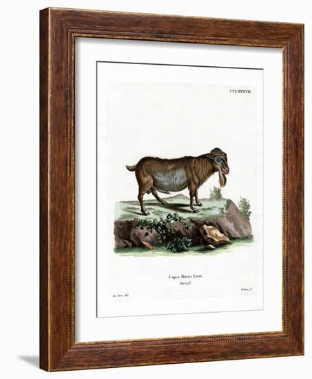 Pygmy Goat-null-Framed Giclee Print