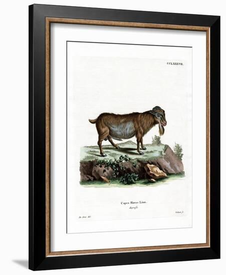 Pygmy Goat-null-Framed Giclee Print