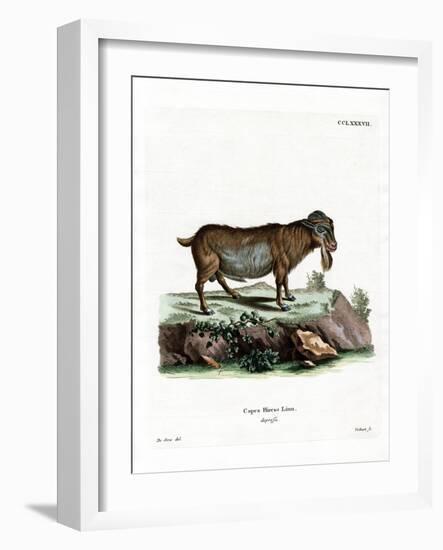 Pygmy Goat-null-Framed Giclee Print