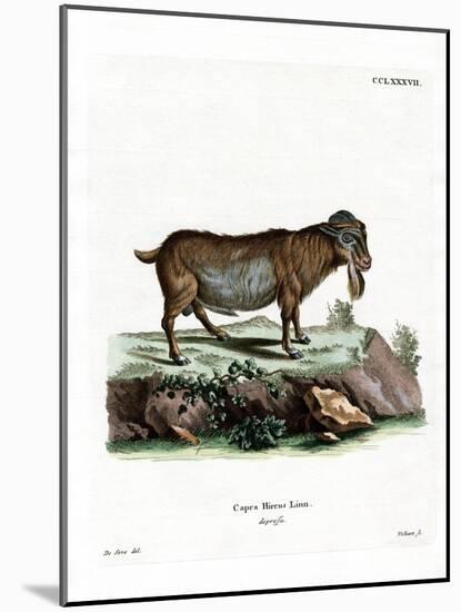 Pygmy Goat-null-Mounted Giclee Print
