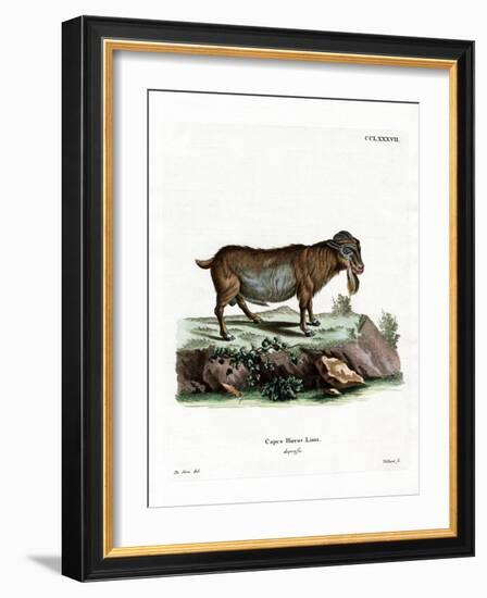 Pygmy Goat-null-Framed Giclee Print