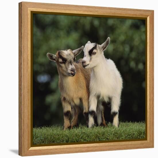 Pygmy Goats-DLILLC-Framed Premier Image Canvas