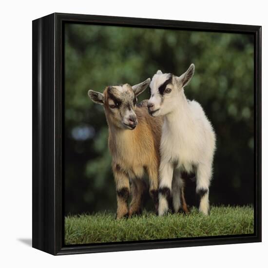Pygmy Goats-DLILLC-Framed Premier Image Canvas