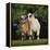 Pygmy Goats-DLILLC-Framed Premier Image Canvas