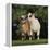 Pygmy Goats-DLILLC-Framed Premier Image Canvas