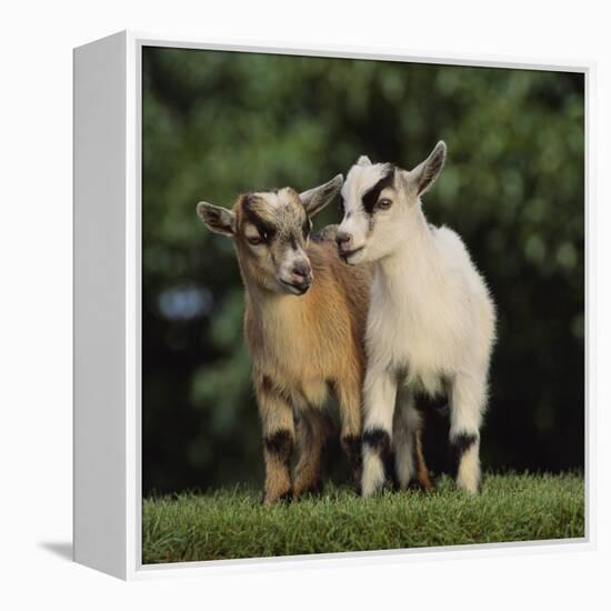 Pygmy Goats-DLILLC-Framed Premier Image Canvas