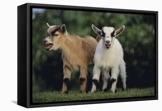 Pygmy Goats-DLILLC-Framed Premier Image Canvas