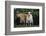 Pygmy Goats-DLILLC-Framed Photographic Print