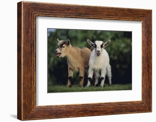 Pygmy Goats-DLILLC-Framed Photographic Print