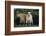 Pygmy Goats-DLILLC-Framed Photographic Print