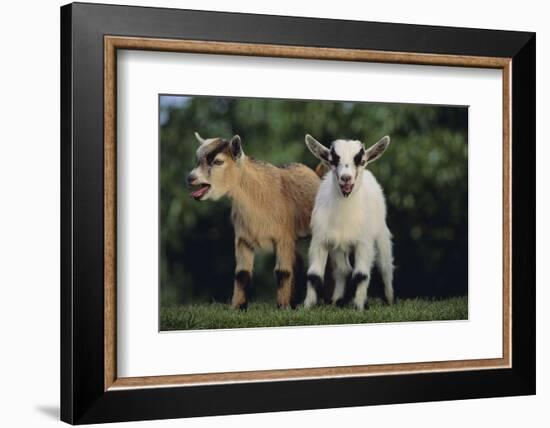 Pygmy Goats-DLILLC-Framed Photographic Print