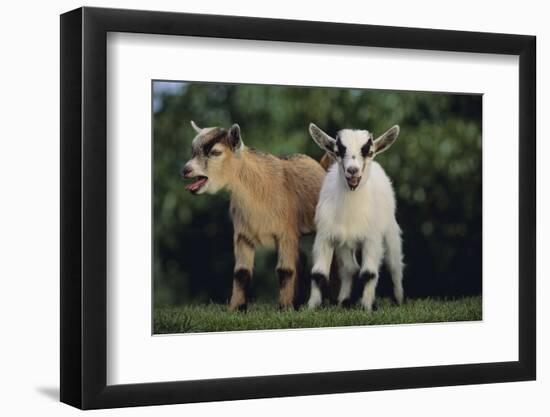 Pygmy Goats-DLILLC-Framed Photographic Print