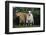 Pygmy Goats-DLILLC-Framed Photographic Print