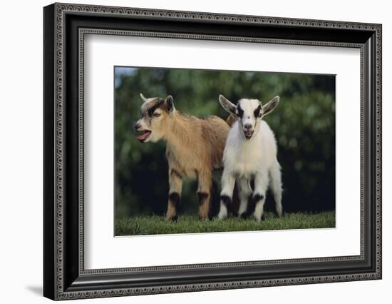 Pygmy Goats-DLILLC-Framed Photographic Print