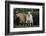 Pygmy Goats-DLILLC-Framed Photographic Print