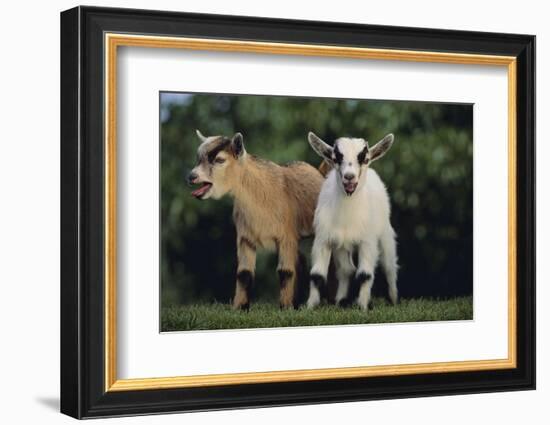 Pygmy Goats-DLILLC-Framed Photographic Print