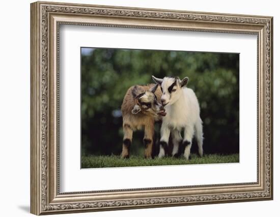 Pygmy Goats-DLILLC-Framed Photographic Print