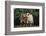 Pygmy Goats-DLILLC-Framed Photographic Print