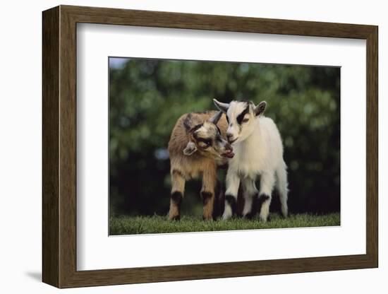 Pygmy Goats-DLILLC-Framed Photographic Print