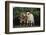 Pygmy Goats-DLILLC-Framed Photographic Print