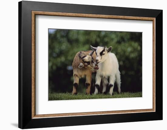 Pygmy Goats-DLILLC-Framed Photographic Print