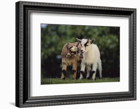 Pygmy Goats-DLILLC-Framed Photographic Print