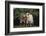 Pygmy Goats-DLILLC-Framed Photographic Print