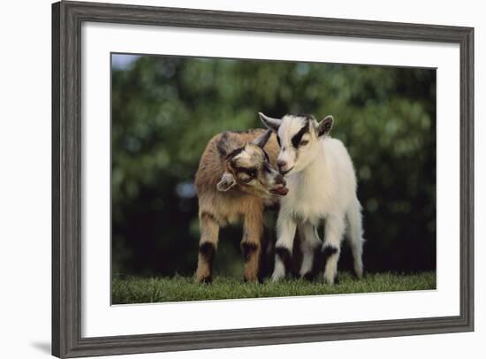 Pygmy Goats-DLILLC-Framed Photographic Print