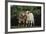 Pygmy Goats-DLILLC-Framed Photographic Print