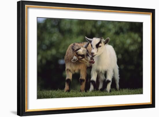 Pygmy Goats-DLILLC-Framed Photographic Print