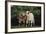 Pygmy Goats-DLILLC-Framed Photographic Print