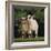 Pygmy Goats-DLILLC-Framed Photographic Print