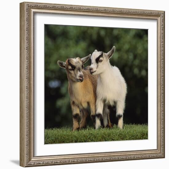 Pygmy Goats-DLILLC-Framed Photographic Print