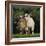 Pygmy Goats-DLILLC-Framed Photographic Print