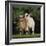 Pygmy Goats-DLILLC-Framed Photographic Print